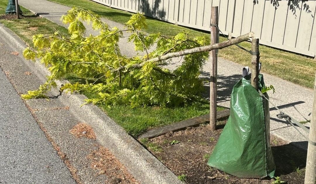 The City of Coquitlam says more than 20 young saplings were vandalized at 5 sites throughout the city over the weekend. The vandals targeted the young trees at Leigh Park, Town Centre Park, Princeton Park, Parkway Boulevard, and Panorama Drive.